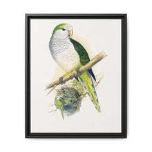 Quaker or Grey-breasted Parrakeet (Myiopsitta monachus) colored wood-engraved plate by Alexander Francis Lydon - NOMADEN ART GALLERY
