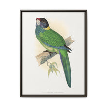 Yellow-Naped Parrakeet (Platycercus Baueri) colored wood-engraved plate by Alexander Francis Lydon. - NOMADEN ART GALLERY