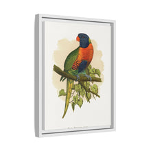 Blue Mountain Lory (Trichoglossus moluccanus) colored wood-engraved plate by Alexander Francis Lydon.