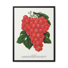 Vergennes grape lithograph. Digitally enhanced from our own original 1900 edition plates of Botanical Specimen published by Rochester Lithographing - NOMADEN ART GALLERY