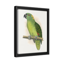 Yellow-Naped Amazon (Amazona auropalliata) colored wood-engraved plate by Alexander Francis Lydon - NOMADEN ART GALLERY