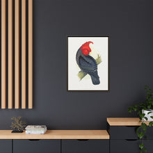Gang-Gang Cockatoo (Callocephalon fimbriatum) colored wood-engraved plate by Alexander Francis Lydon