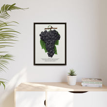 Early Ohio grape lithograph. Digitally enhanced from our own original 1900 edition plates of Botanical Specimen published by Rochester Lithographing