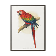 Red and Blue Macaw (Ara macao) colored wood-engraved plate by Alexander Francis Lydon - NOMADEN ART GALLERY