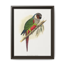 White-Eared Conure (Pyrrhura leucotis) colored wood-engraved plate by Alexander Francis Lydon - NOMADEN ART GALLERY
