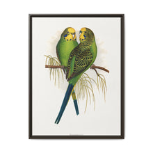 Budgerigar (Melopsittacus undulatus) colored wood-engraved plate by Alexander Francis Lydon - NOMADEN ART GALLERY