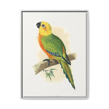 Jendaya Conure (Aratinga jandaya) colored wood-engraved plate by Alexander Francis Lydon. - NOMADEN ART GALLERY