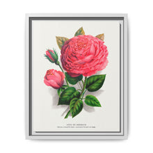 Pink rose, Anna De Diesbach lithograph. Digitally enhanced from our own original 1900 edition plates of Botanical Specimen published by Rochester Lithographing - NOMADEN ART GALLERY