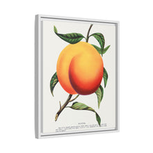 Foster peach lithograph. Digitally enhanced from our own original 1900 edition plates of Botanical Specimen published by Rochester Lithographing