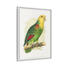 Double-Fronted or Le Vaillant's Amazon (Amazona oratrix) colored wood-engraved plate by Alexander Francis Lydon.