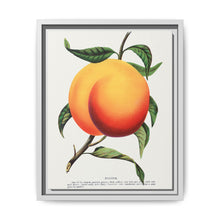 Foster peach lithograph. Digitally enhanced from our own original 1900 edition plates of Botanical Specimen published by Rochester Lithographing - NOMADEN ART GALLERY