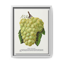Green Mountain grape lithograph. Digitally enhanced from our own original 1900 edition plates of Botanical Specimen published by Rochester Lithographing - NOMADEN ART GALLERY