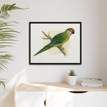 Golden-Crowned Conure (Aratinga auricapillus) colored wood-engraved plate by Alexander Francis Lydon
