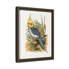 Cockatiel (Nymphicus hollandicus) colored wood-engraved plate by Alexander Francis Lydon