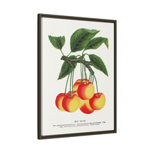 Gov Wood cherry lithograph. Digitally enhanced from our own original 1900 edition plates of Botanical Specimen published by Rochester Lithographing