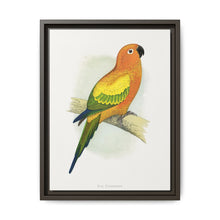 Sun Parrakeet (Aratinga solstitialis) colored wood-engraved plate by Alexander Francis Lydon - NOMADEN ART GALLERY