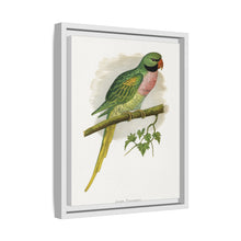 Javan Parrakeet (Psittacula alexandri) colored wood-engraved plate by Alexander Francis Lydon.