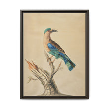 Coracias Benghalensis by Sarah Stone - NOMADEN ART GALLERY