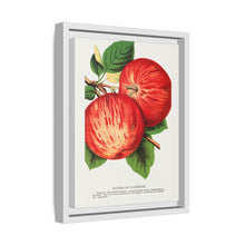 Duchess of Oldenburg apples lithograph from Botanical Specimen published by Rochester Lithographing