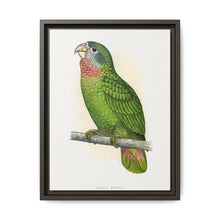 Jamaica Parrot (Amazona collaria) colored wood-engraved plate by Alexander Francis Lydon - NOMADEN ART GALLERY