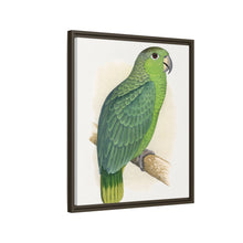 Mealy Amazon (Amazona farinosa) colored wood-engraved plate by Alexander Francis Lydon