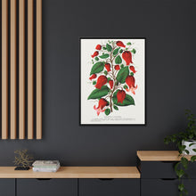 Prunus Triloba flower lithograph. Digitally enhanced from our own original 1900 edition plates of Botanical Specimen published by Rochester Lithographing