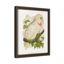 Placa xilográfica coloreada de cacatúa de pico fino (Cacatua tenuirostris) de Alexander Francis Lydon.