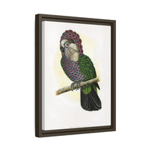 Hawk-Headed Parrot (Deroptyus accipitrinus) colored wood-engraved plate by Alexander Francis Lydon.