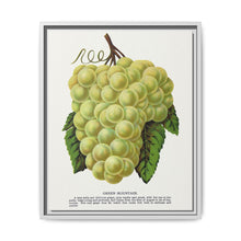 Green Mountain grape lithograph. Digitally enhanced from our own original 1900 edition plates of Botanical Specimen published by Rochester Lithographing - NOMADEN ART GALLERY