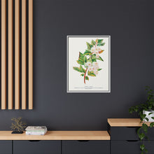 Spirea Aurea flowers lithograph. Digitally enhanced from our own original 1900 edition plates of Botanical Specimen published by Rochester Lithographing