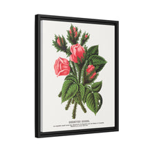 Pink roses, Crested Moss lithograph. Digitally enhanced from our own original 1900 edition plates of Botanical Specimen published by Rochester Lithographing