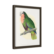 Red-Throated White-Fronted Amazon (Amazona leucocephala) colored wood-engraved plate by Alexander Francis Lydon.