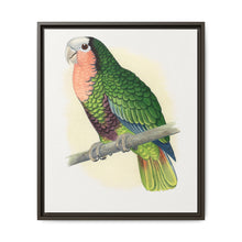 Red-Throated White-Fronted Amazon (Amazona leucocephala) colored wood-engraved plate by Alexander Francis Lydon. - NOMADEN ART GALLERY