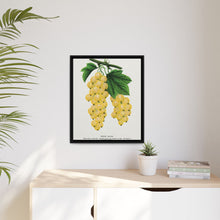 White Grape Lithograph | Vintage Botanical Wall Art Print