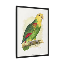 Double-Fronted or Le Vaillant's Amazon (Amazona oratrix) colored wood-engraved plate by Alexander Francis Lydon.