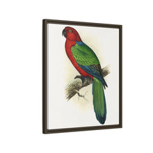 Red Shining Parrakeet (Prosopeia tabuensis) colored wood-engraved plate by Alexander Francis Lydon