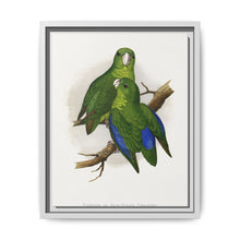 Passerine or Blue-winged Parrakeet (Psittacula columboides) colored wood-engraved plate by Alexander Francis Lydon - NOMADEN ART GALLERY