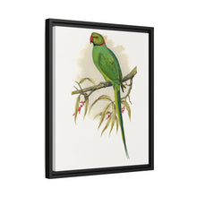 Ring-Necked or Bengal Parakeet (Psittacula columboides) colored wood-engraved plate by Alexander Francis Lydon
