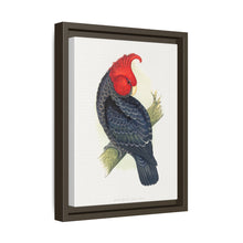 Gang-Gang Cockatoo (Callocephalon fimbriatum) colored wood-engraved plate by Alexander Francis Lydon