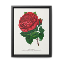 Red rose, American Beauty lithograph. Digitally enhanced from our own original 1900 edition plates of Botanical Specimen published by Rochester Lithographing - NOMADEN ART GALLERY