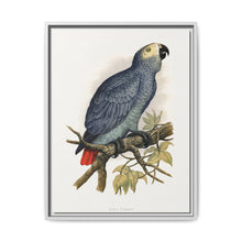 Grey Parrot (Psittacus erithacus) colored wood-engraved plate by Alexander Francis Lydon. - NOMADEN ART GALLERY