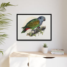 Red-Vented Parrot (Amazona martinicana) colored wood-engraved plate by Alexander Francis Lydon