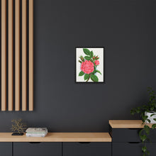 Pink rose, Salet Moss lithograph. Digitally enhanced from our own original 1900 edition plates of Botanical Specimen published by Rochester Lithographing