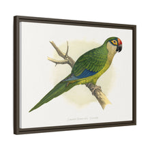 Golden-Crowned Conure (Aratinga auricapillus) colored wood-engraved plate by Alexander Francis Lydon