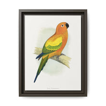 Sun Parrakeet (Aratinga solstitialis) colored wood-engraved plate by Alexander Francis Lydon - NOMADEN ART GALLERY