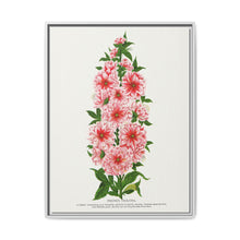 Prunus Triloba flower lithograph. Digitally enhanced from our own original 1900 edition plates of Botanical Specimen published by Rochester Lithographing - NOMADEN ART GALLERY