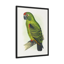 Placa grabada en madera de color loro de Jardine (Poicephalus gulielmi gulielmi) de Alexander Francis Lydon. 