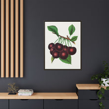 Black Tartarian cherry lithograph. Digitally enhanced from our own original 1900 edition plates of Botanical Specimen published by Rochester Lithographing