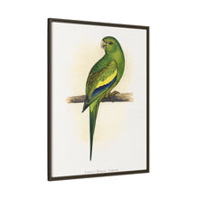 Canary-Winged Conure ( Brotogeris versicolurus) colored wood-engraved plate by Alexander Francis Lydon