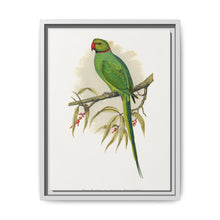 Ring-Necked or Bengal Parakeet (Psittacula columboides) colored wood-engraved plate by Alexander Francis Lydon - NOMADEN ART GALLERY
